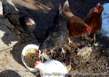 Ein neues Huhn