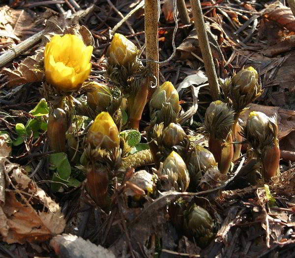 Adonis 'Fukujukai'