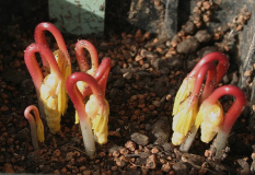 Gymnospermium altaicum