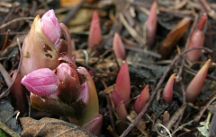 Helleborus thibetanus