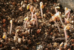 Helleborus thibetanus - Sämlinge