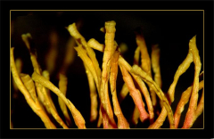 Hamamelis Orange Beauty 1