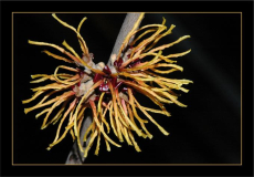Hamamelis Orange Beauty 2