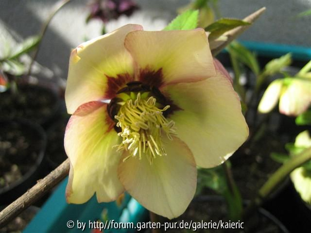 apricot picotee