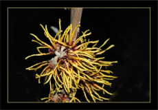 Hamamelis Orange Beauty 3