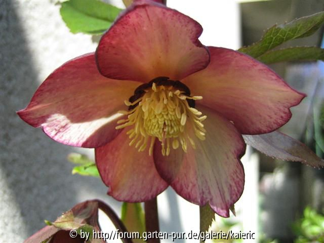 apricot picotee