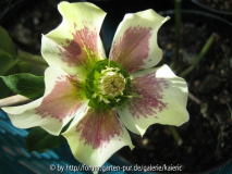 zarte bicolor