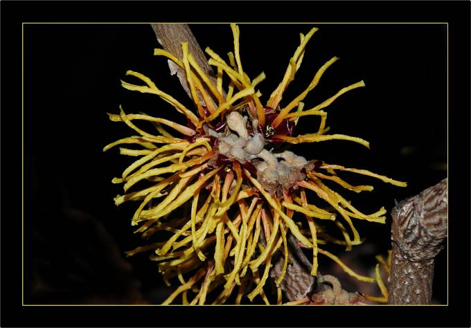 Hamamelis Orange Beauty 4