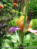 Rose und Iris