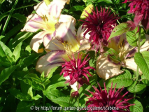 Hemerocallis, Monarda, Phlox