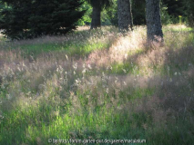 Wiese 2