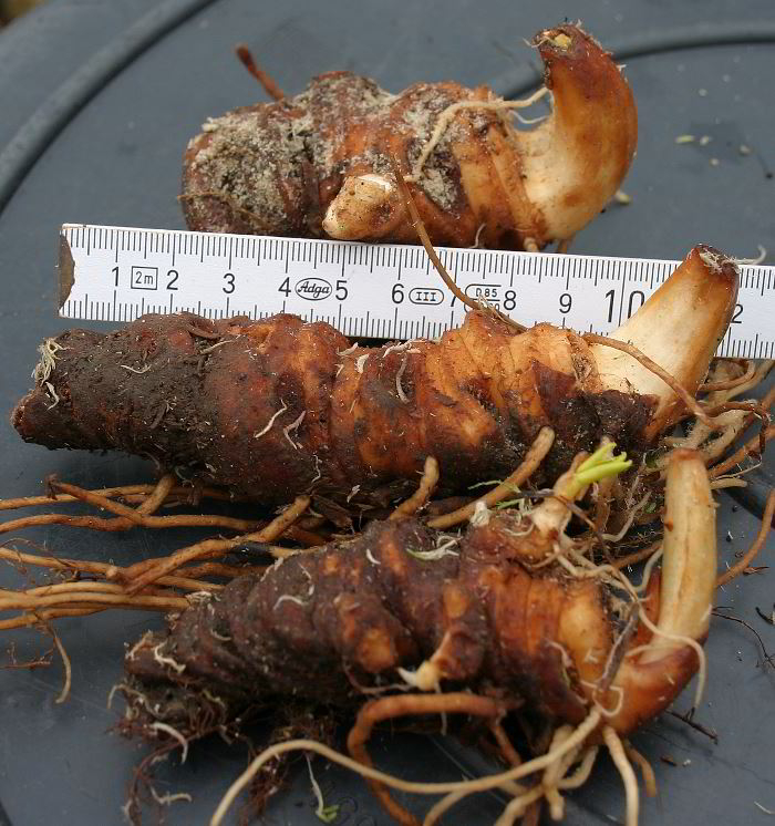 Paris japonica