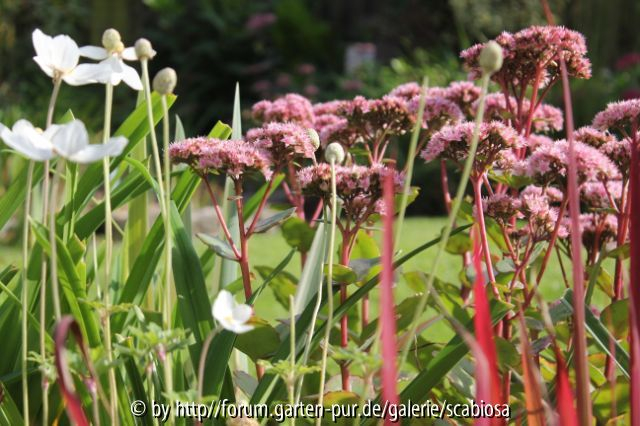 Sedum, Blutgras etc.