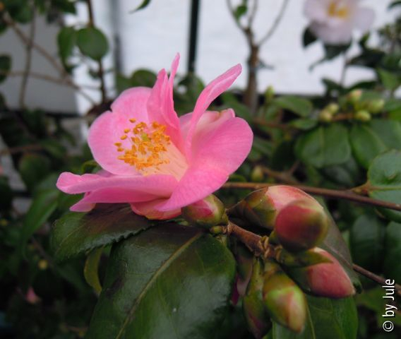 Koto-no-kaori 25.2.