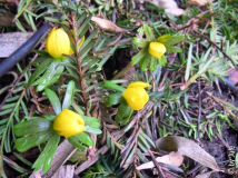 Winterlinge 25.2.