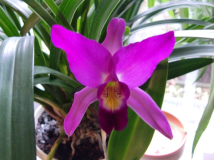 Laelia anceps