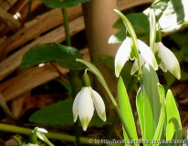 Galanthus _Ferdinand von Rayski__12-02-2