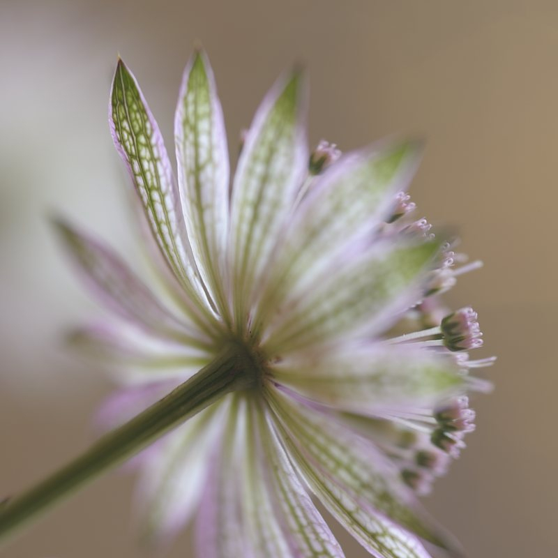 Astrantie