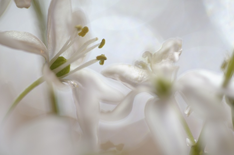 Scilia