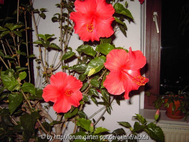 Hibiscusblüten-Trio