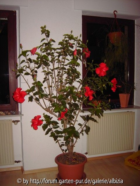 Hibiscus Dezember-Blüte