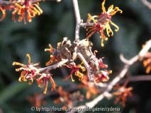 2012-02-24 Hamamelis