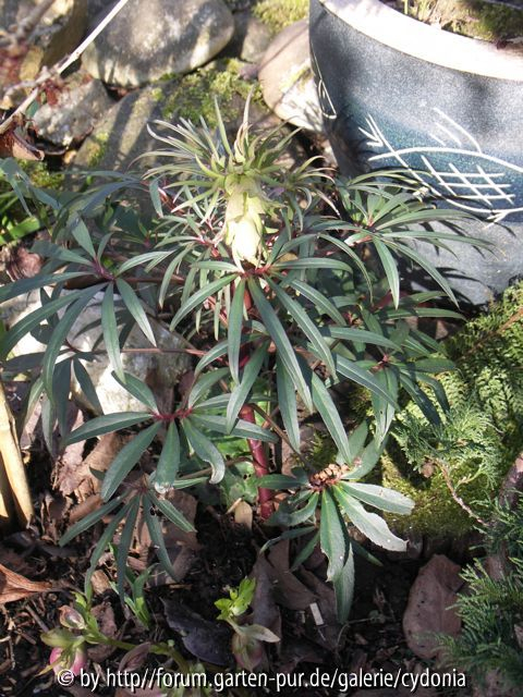 2012-02-27 Helleborus foetidus