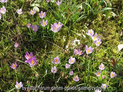 2012-02-24 Krokusse