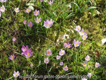 2012-02-24 Krokusse