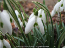 Schneeglöckchen 29-2-12.JPG
