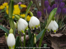 Märzenbecher 29-2-12.JPG