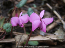 Cyclamen coum 29-2-12.JPG