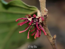 Hamamelis Amethyst W.jpg