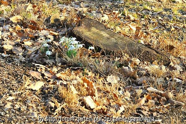 Im Wald 2012