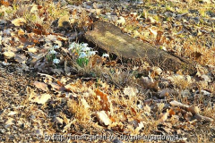 Im Wald 2012