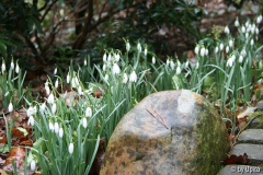 Galanthus2012IMG_8484jpg.jpg