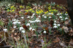 Galanthus2012IMG_8481jpg.jpg