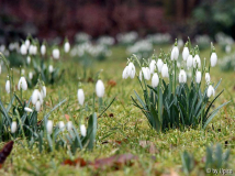 Galanthus2012IMG_8476jpg.jpg