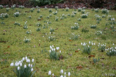 Galanthus2012IMG_8474jpg.jpg