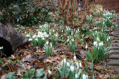 Galanthus2012IMG_8456jpg.jpg