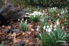 Galanthus2012IMG_8453jpg.jpg