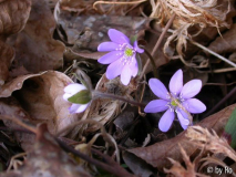 Hepatica blau am 1. März 2012