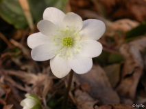 H. pyrenaica am 1. März 2012