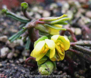 Gymnospermium altaicum auf dem Weg zur B