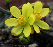 Gymnospermium altaicum