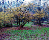 hamamelis_habitus3_b.jpg