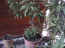 Oleander 2.März 2012 UB
