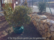 Oleander 2.März 2012 VB