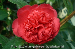 Anemoiflora Rosea 2012.jpg