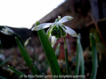 Galanthus 'St. Boniface'